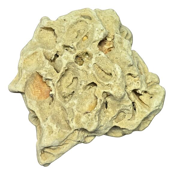 Genuine Fossilized Coral Reef Stone Ocean Coastal Home Decor Display Aqua - Picture 10 of 10